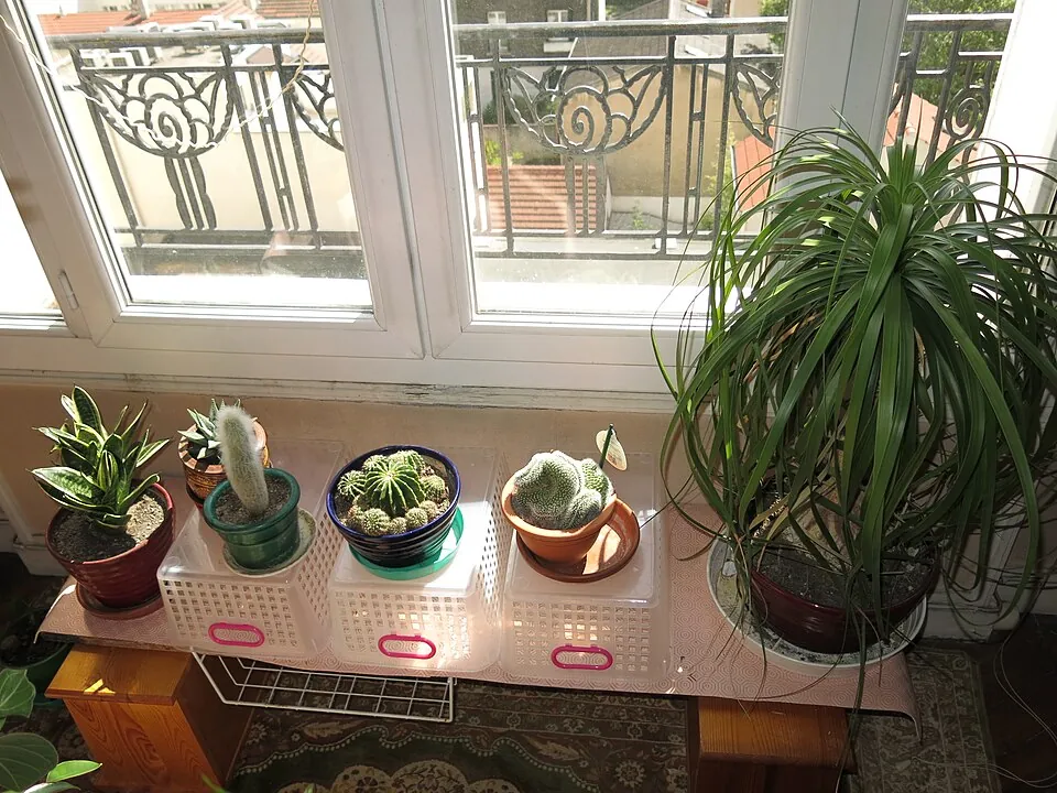 窓辺に置かれた鉢植えの植物
