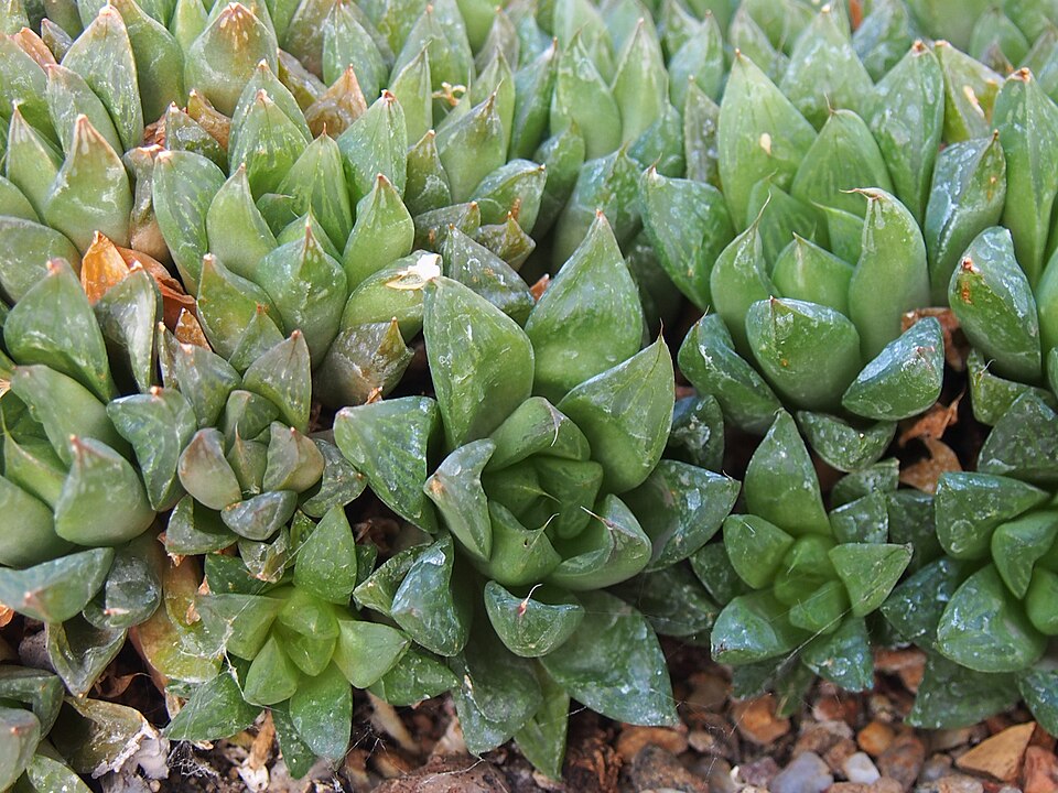 葉を寄せ合って育つ多肉植物