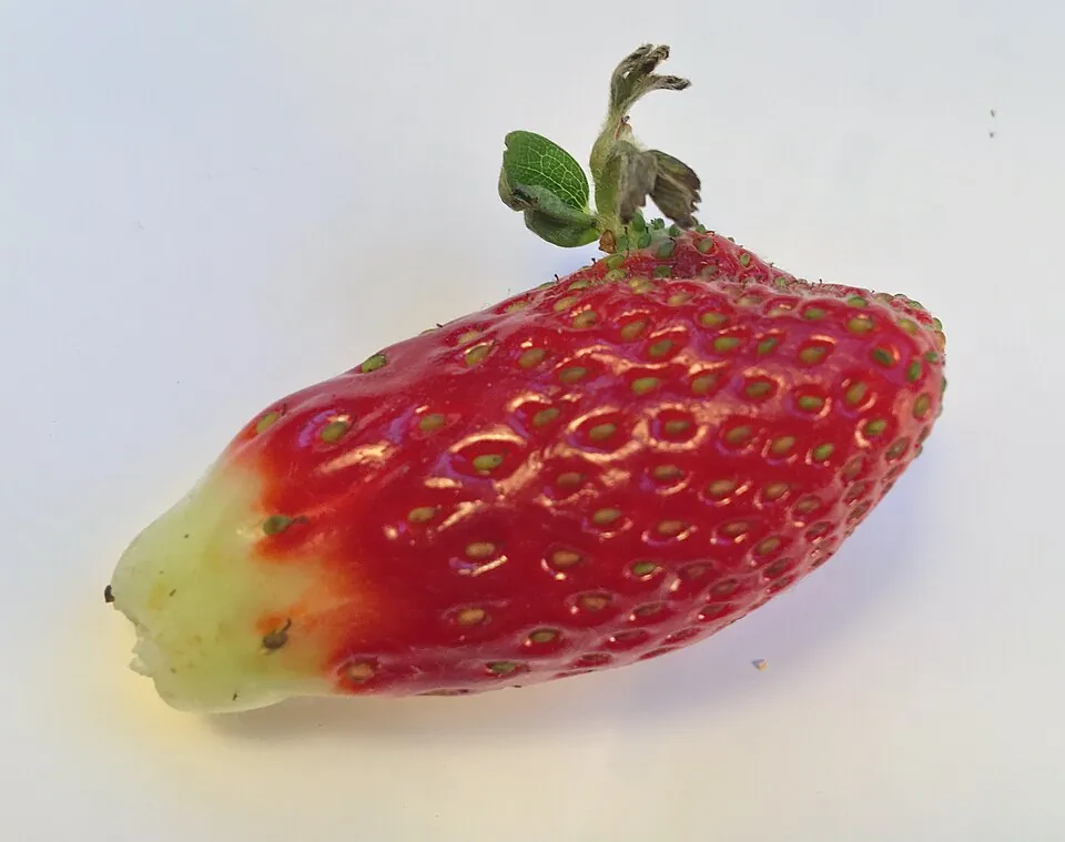 小さな緑の芽が伸びたいちごの実
