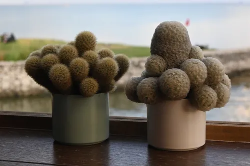 The photo shows two small decorative planters or vases containing what appear to be dried botanical elements. One is a sage green cylindrica