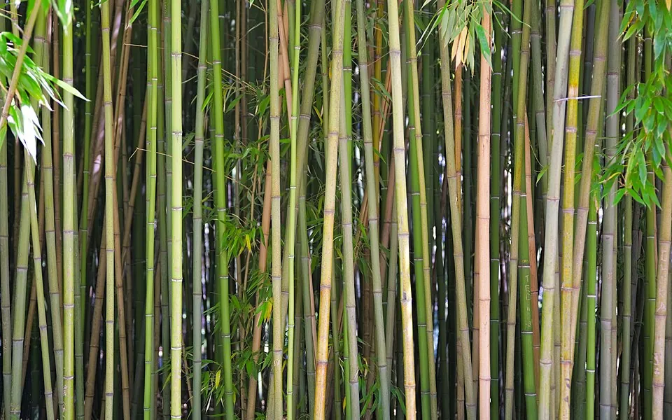まっすぐ伸びる竹林