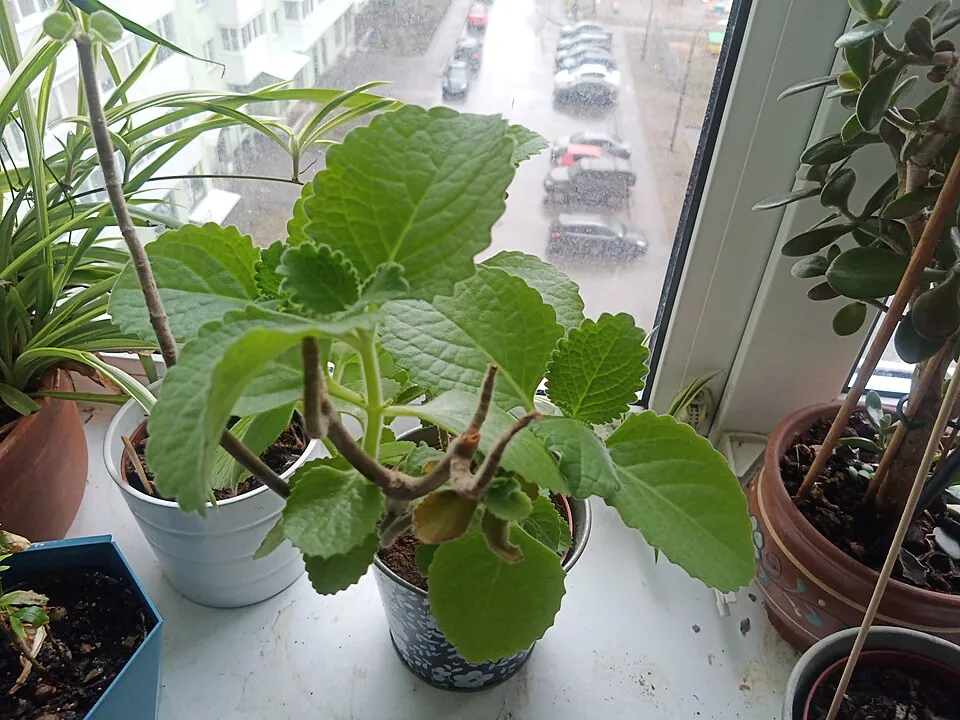 窓辺に並ぶ鉢植えの植物