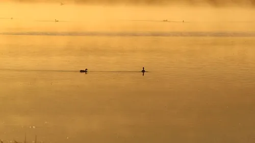 朝もやの湖を泳ぐ水鳥