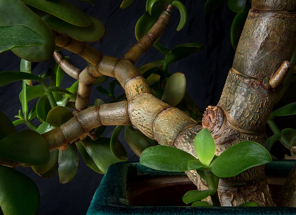 日の光が入る窓辺の植物