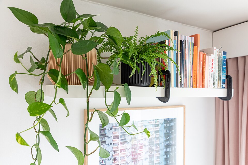 植物が植えられた小さな鉢