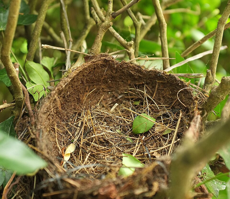 木の枝にある空の鳥の巣