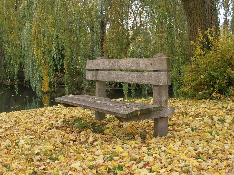秋の公園に置かれたベンチ