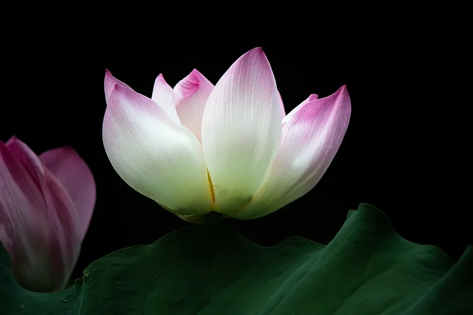 池に咲くハスの花