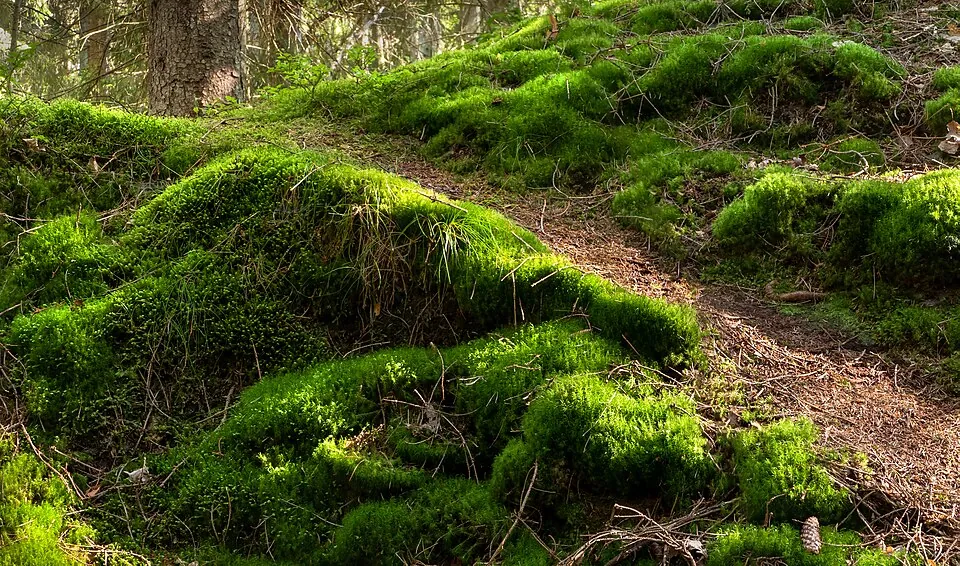 森の中、苔に覆われた小道