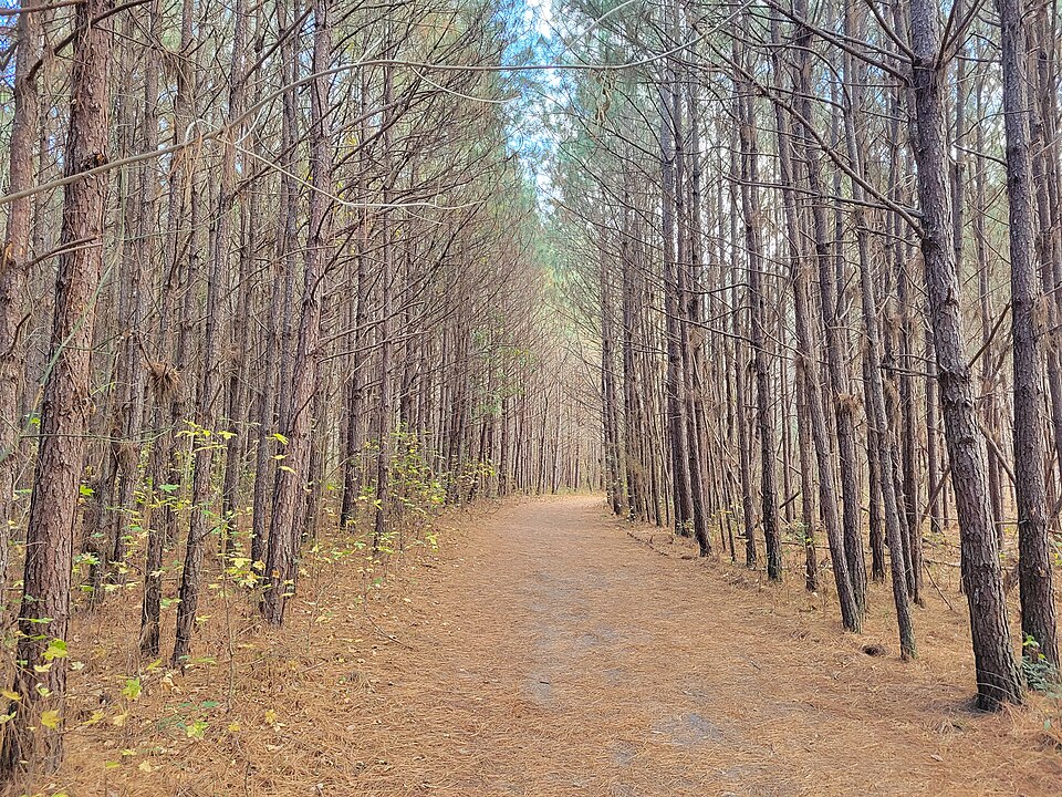 木々に囲まれた公園の小道
