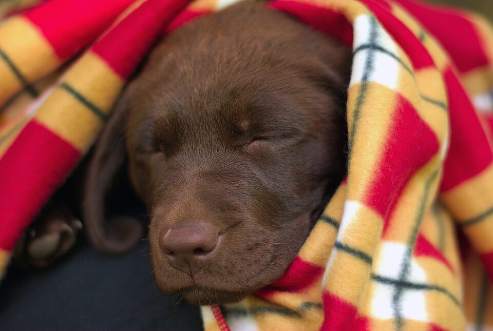 毛布の上で眠る子犬