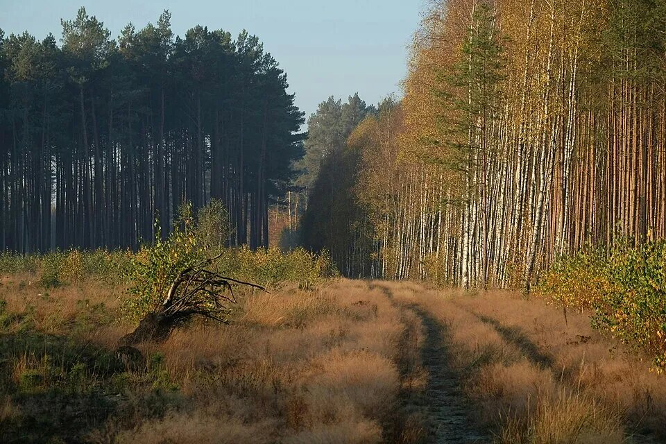 秋の林の中へ続く、草におおわれた一本道